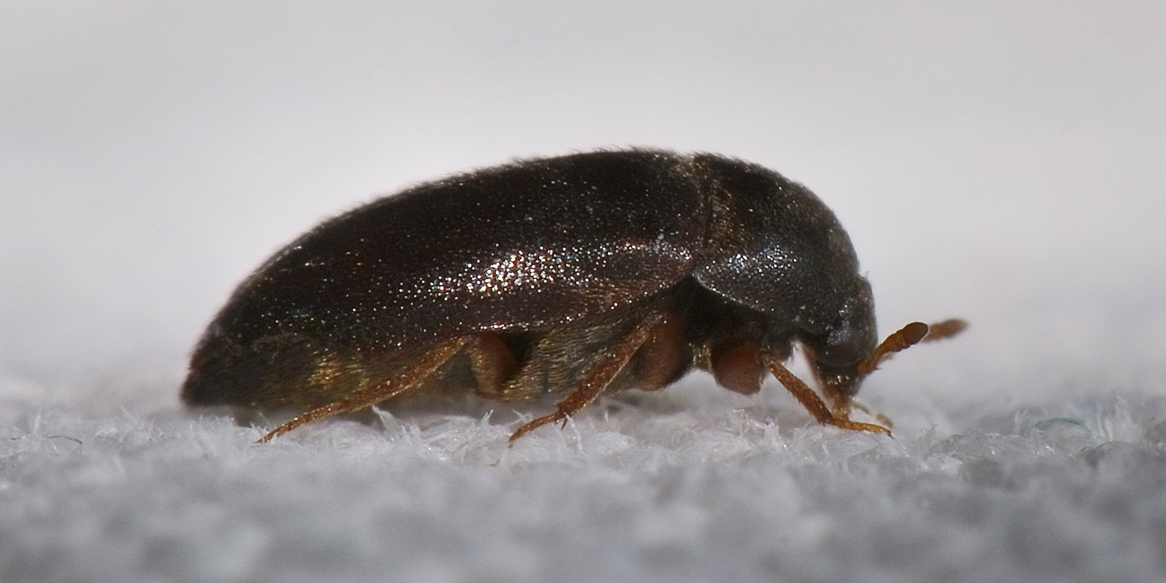 Dermestidae tra i panni: Attagenus unicolor, femmina